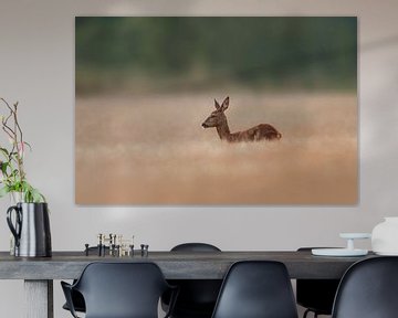 a roe deer doe (Capreolus capreolus) sits on a harvested wheat field by Mario Plechaty Photography