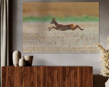 a roebuck (Capreolus capreolus) jumps on a harvested wheat field by Mario Plechaty Photography