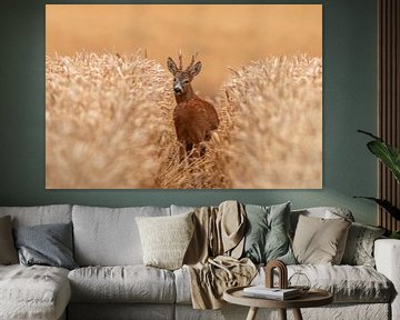 a roebuck (Capreolus capreolus) stands in a wheat field in a lane of traffic by Mario Plechaty Photography