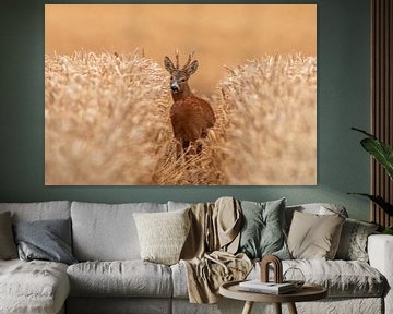 ein Reh bock (Capreolus capreolus) steht in einem Weizenfeld in einer Fahrspur von Mario Plechaty Photography