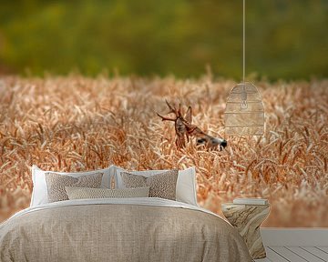 a roebuck (Capreolus capreolus) standing in a wheat field by Mario Plechaty Photography
