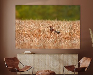 a roebuck (Capreolus capreolus) standing in a wheat field by Mario Plechaty Photography