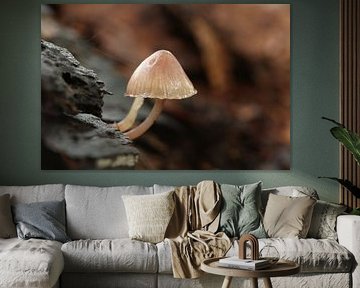 Mushroom bloodstalk mycena by Gina Vinckers