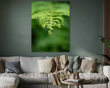 Ein Farnblatt mit winzigen neuen eingerollten Blättern in Frankreich - frühlingsgrüne Natur- und Reisefotografie. von Christa Stroo photography