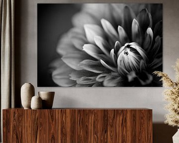 Dahlia Black & White by Joyce Beukenex