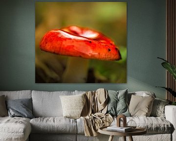 Red Mushroom. by Trudiefotografie