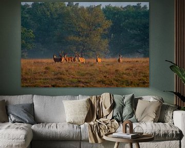 Edelherten in het ochtendlicht - Natuur met Youri van Youri Jongkoen