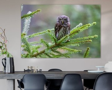 Pygmy Owl on a Branch by Teresa Bauer