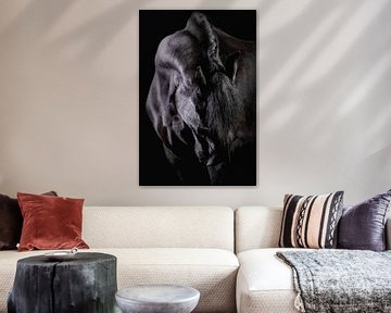 Blackfoto Cheval frison sur Ellen Van Loon