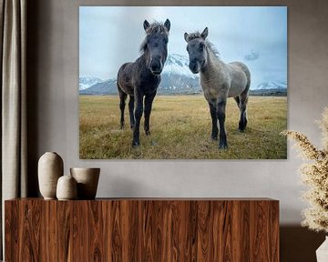 IJslandse paarden van Wim Westmaas