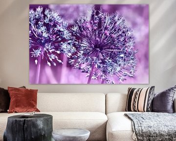 Allium sur Violetta Honkisz