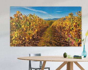 L'automne dans les vignobles d'Alsace sur Tanja Voigt