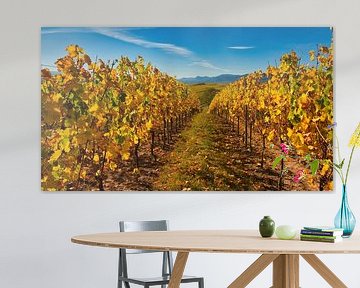 Autumn in the vineyards of Alsace by Tanja Voigt