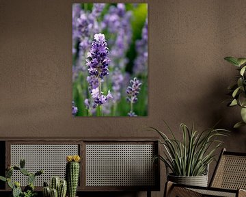 Lavendel von Ostsee Bilder