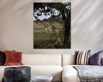 Fallow deer in dune landscape by Visuals by Justin