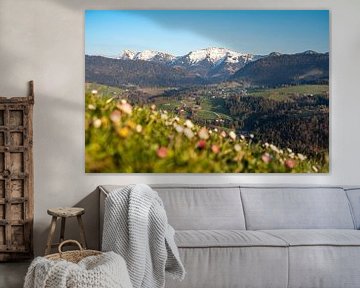 frühlingshafter Blick mit Gänseblümchen auf den verschneiter Hochgrat im Frühling von Leo Schindzielorz