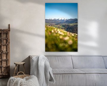 frühlingshafter Blick mit Gänseblümchen auf den verschneiter Hochgrat im Frühling von Leo Schindzielorz