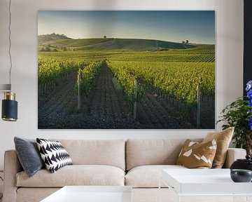 Vineyards at sunset. Castellina in Chianti, Tuscany, Italy by Stefano Orazzini