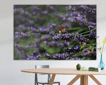 Insect on Lavender by Sjanneke Post- Hagen
