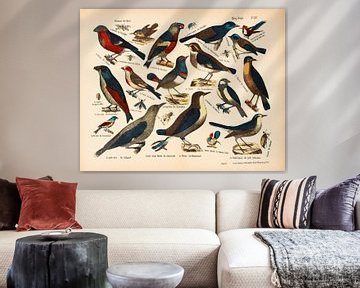 Zeer oude educatieve plaat met zangvogels van Studio Wunderkammer