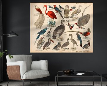 Antieke educatieve plaat met exotische vogels. van Studio Wunderkammer