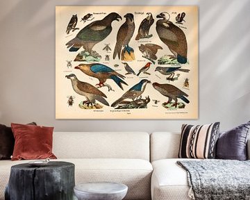 Antique lithograph with birds of prey ca. 1875 by Studio Wunderkammer