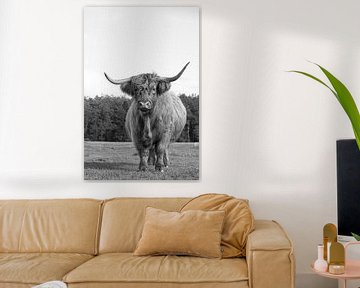 Scottish highlander in black, white, tough, cattle by M. B. fotografie