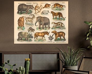 Vintage-Illustration mit afrikanischen Tieren von Studio Wunderkammer
