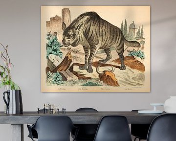 Zeer oude illustratie van een Hyena van Studio Wunderkammer