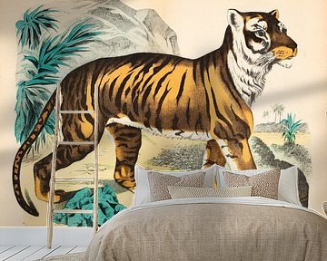 Antique lithograph depicting a tiger by Studio Wunderkammer