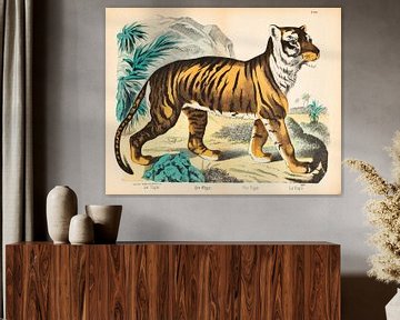 Lithographie ancienne représentant un tigre sur Studio Wunderkammer