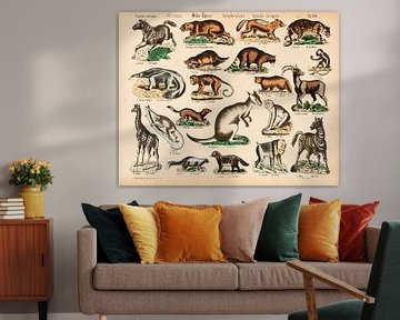 Antique educational plate with wild animals by Studio Wunderkammer