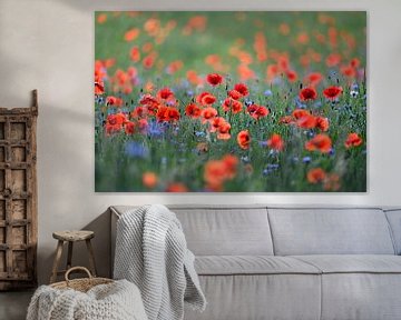 Coquelicots et bleuets sur Elbert-Jan Achterberg