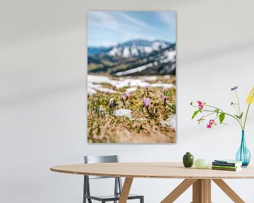 Spring fever with crocuses and the view of Oberjoch / Iseler by Leo Schindzielorz