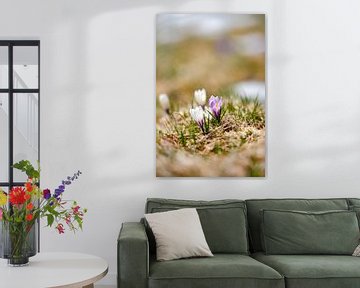 Crocuses in the snow by Leo Schindzielorz