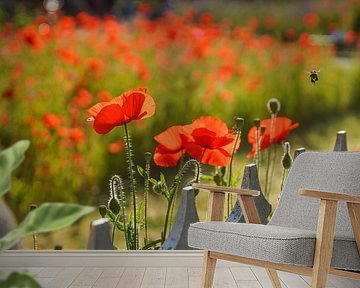 Klaprozen bij een hek