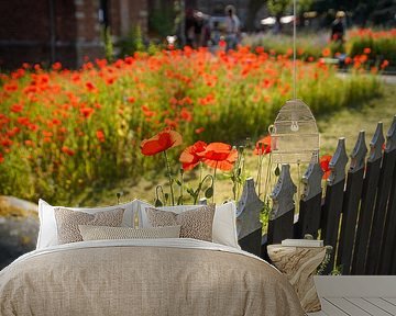 Veld vol rode klaprozen