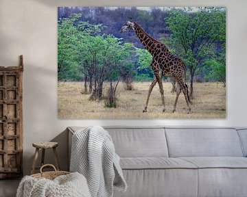 Giraffe tussen de bomen van Niek Traas