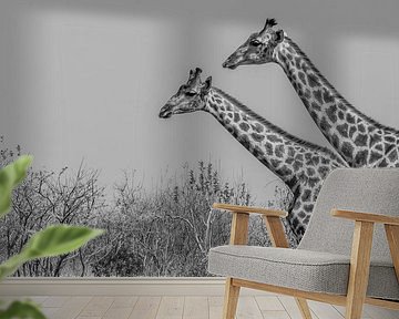 Giraffes by Diane van Veen