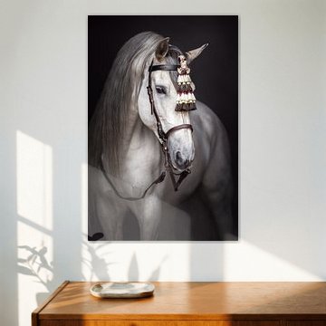 Fineart portret van Spaanse hengst | wit paard | paardenfotografie