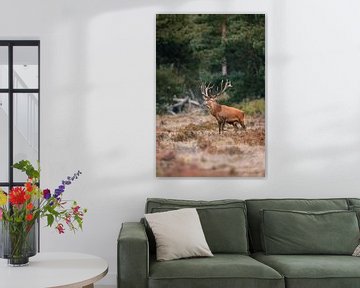 Stately Red Deer by Kevin van den Hoven