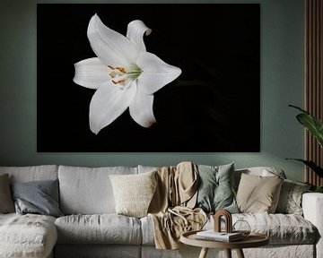 Lily by Maurice van Dalfsen