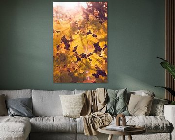 Orange autumn leaves in sunshine by Denise Tiggelman