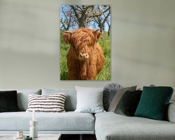 Jonge Galloway stier van t.ART