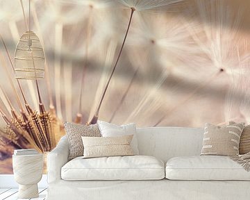 Indian Summer feeling: The fluff of a dandelion in the warm light by Marjolijn van den Berg