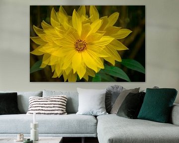 Artistic Helianthus by Corinne Welp