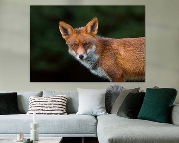 Vlaardingen fox by Vincent Verkuil