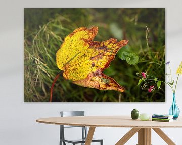 Feuilles d'automne tombées se détachant magnifiquement sur le fond vert sur SchumacherFotografie