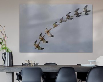 Bruine kiekendief balts 'art of flight' van Hans Hut