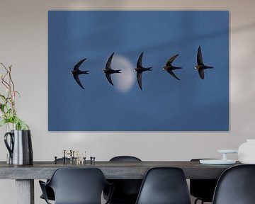 Gierzwaluw vliegt langs de maan 'art of flight' van Hans Hut
